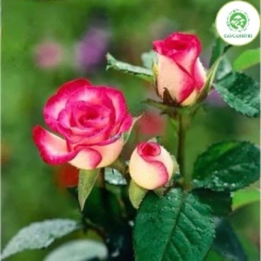 Cây hoa hồng cherry Đầu Đỏ 60cm trưởng thành – ảnh thật, đã có hoa & nụ, giảm còn 219.024₫