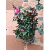 Cây hoa hồng cherry Đầu Đỏ 60cm trưởng thành – ảnh thật, đã có hoa & nụ, giảm còn 219.024₫ 2