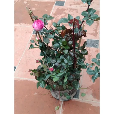 Cây hoa hồng cherry Đầu Đỏ 60cm trưởng thành – ảnh thật, đã có hoa & nụ, giảm còn 219.024₫