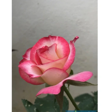 Cây hoa hồng cherry Đầu Đỏ 60cm trưởng thành – ảnh thật, đã có hoa & nụ, giảm còn 219.024₫ 4 Cây hoa hồng cherry Đầu Đỏ 60cm trưởng thành – ảnh thật, đã có hoa & nụ, giảm còn 219.024₫ 4