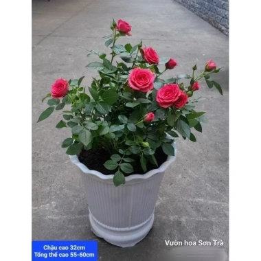 Cây hoa hồng Hà Lan hồng đỏ giao TP.HCM trong ngày - Giảm 20% chỉ 320.000₫