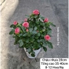 Cây hoa hồng Hà Lan hồng đỏ giao TP.HCM trong ngày - Giảm 20% chỉ 320.000₫ 2