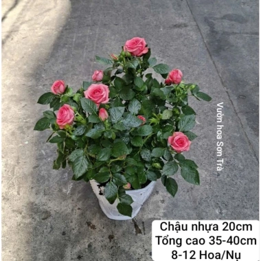 Cây hoa hồng Hà Lan hồng đỏ giao TP.HCM trong ngày - Giảm 20% chỉ 320.000₫