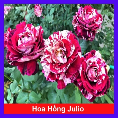 Cây hoa hồng Julio Pháp sọc đỏ trắng - Đẹp sang, Giá chỉ 95.000 VNĐ