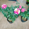 Cây hoa hồng Julio Pháp sọc đỏ trắng - Đẹp sang, Giá chỉ 95.000 VNĐ 2