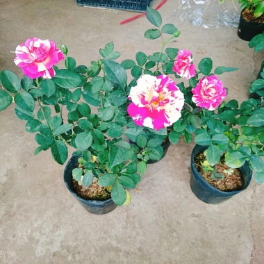 Cây hoa hồng Julio Pháp sọc đỏ trắng - Đẹp sang, Giá chỉ 95.000 VNĐ