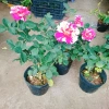Cây hoa hồng Julio Pháp sọc đỏ trắng - Đẹp sang, Giá chỉ 95.000 VNĐ 3