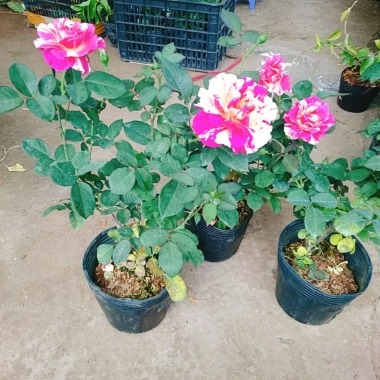 Cây hoa hồng Julio Pháp sọc đỏ trắng - Đẹp sang, Giá chỉ 95.000 VNĐ 3 Cây hoa hồng Julio Pháp sọc đỏ trắng - Đẹp sang, Giá chỉ 95.000 VNĐ 3