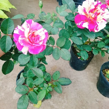 Cây hoa hồng Julio Pháp sọc đỏ trắng - Đẹp sang, Giá chỉ 95.000 VNĐ 4 Cây hoa hồng Julio Pháp sọc đỏ trắng - Đẹp sang, Giá chỉ 95.000 VNĐ 4