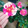 Cây hoa hồng Julio Pháp sọc đỏ trắng - Đẹp sang, Giá chỉ 95.000 VNĐ 5