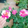 Cây hoa hồng Julio Pháp sọc đỏ trắng - Đẹp sang, Giá chỉ 95.000 VNĐ 6
