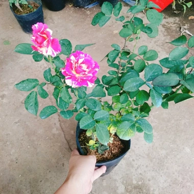 Cây hoa hồng Julio Pháp sọc đỏ trắng - Đẹp sang, Giá chỉ 95.000 VNĐ
