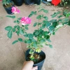 Cây hoa hồng Julio Pháp sọc đỏ trắng - Đẹp sang, Giá chỉ 95.000 VNĐ 8