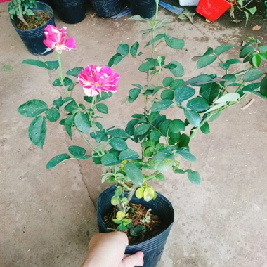 Cây hoa hồng Julio Pháp sọc đỏ trắng - Đẹp sang, Giá chỉ 95.000 VNĐ