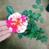 Cây hoa hồng Julio Pháp sọc đỏ trắng - Đẹp sang, Giá chỉ 95.000 VNĐ 9