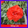 Cây Hoa Hồng Lửa - Cây cảnh để bàn, giá chỉ 38.000 VND, làm đẹp không gian sống