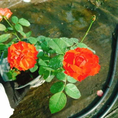 Cây Hoa Hồng Lửa - Cây cảnh để bàn, giá chỉ 38.000 VND, làm đẹp không gian sống 3