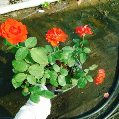 Cây Hoa Hồng Lửa - Cây cảnh để bàn, giá chỉ 38.000 VND, làm đẹp không gian sống 4
