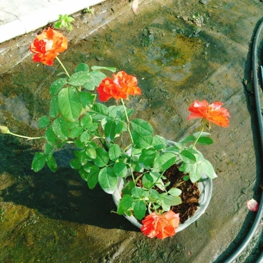 Cây Hoa Hồng Lửa - Cây cảnh để bàn, giá chỉ 38.000 VND, làm đẹp không gian sống 7
