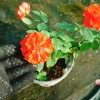 Cây Hoa Hồng Lửa - Cây cảnh để bàn, giá chỉ 38.000 VND, làm đẹp không gian sống 8