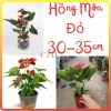 Cây hoa Hồng Môn Đỏ để bàn 25cm - Nhiều hoa đẹp, giảm giá chỉ 100.000₫