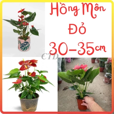 Cây hoa Hồng Môn Đỏ để bàn 25cm - Nhiều hoa đẹp, giảm giá chỉ 100.000₫
