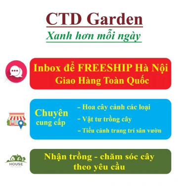 Cây hoa Hồng Môn Đỏ để bàn 25cm - Nhiều hoa đẹp, giảm giá chỉ 100.000₫