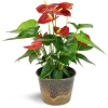 Cây hoa Hồng Môn Đỏ để bàn 25cm - Nhiều hoa đẹp, giảm giá chỉ 100.000₫ 3