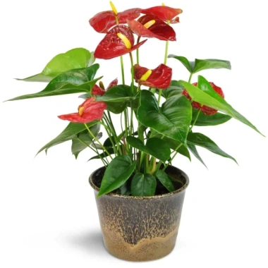 Cây hoa Hồng Môn Đỏ để bàn 25cm - Nhiều hoa đẹp, giảm giá chỉ 100.000₫