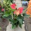 Cây hoa Hồng Môn Đỏ để bàn 25cm - Nhiều hoa đẹp, giảm giá chỉ 100.000₫ 4