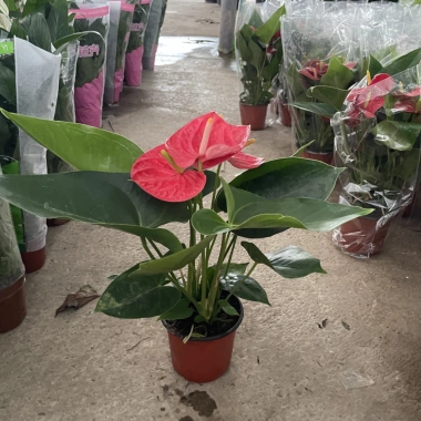Cây hoa Hồng Môn Đỏ để bàn 25cm - Nhiều hoa đẹp, giảm giá chỉ 100.000₫