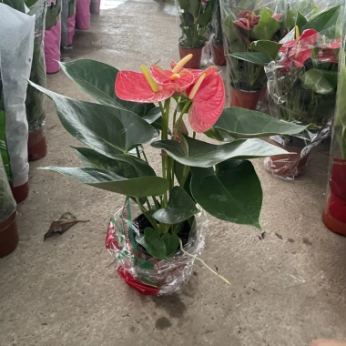 Cây hoa Hồng Môn Đỏ để bàn 25cm - Nhiều hoa đẹp, giảm giá chỉ 100.000₫