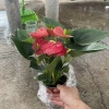 Cây hoa Hồng Môn Đỏ để bàn 25cm - Nhiều hoa đẹp, giảm giá chỉ 100.000₫ 9