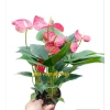 Cây hoa hồng môn đỏ siêu hoa - Giá rẻ 129.000, hút tài lộc, trang trí nhà 2