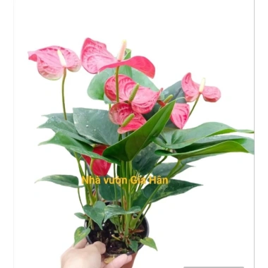 Cây hoa hồng môn đỏ siêu hoa - Giá rẻ 129.000, hút tài lộc, trang trí nhà 2