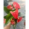 Cây hoa hồng môn đỏ siêu hoa - Giá rẻ 129.000, hút tài lộc, trang trí nhà 6