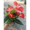 Cây hoa hồng môn đỏ siêu hoa - Giá rẻ 129.000, hút tài lộc, trang trí nhà 7