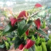 Cây hoa hồng môn đỏ siêu hoa - Giá rẻ 129.000, hút tài lộc, trang trí nhà 8