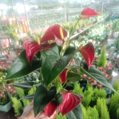 Cây hoa hồng môn đỏ siêu hoa - Giá rẻ 129.000, hút tài lộc, trang trí nhà 8