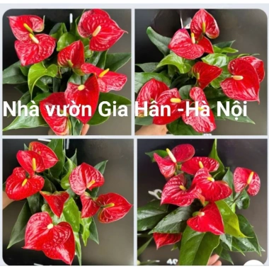 Cây hoa hồng môn đỏ siêu hoa giảm giá 129k - Cập nhật 8/7/25, siêu bền, nở lâu