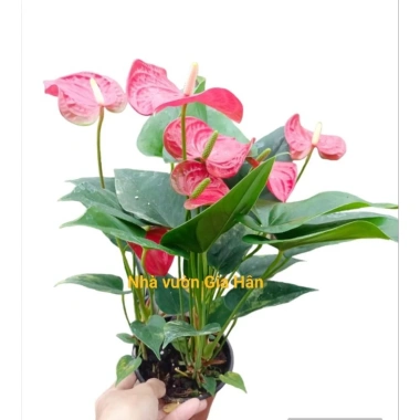 Cây hoa hồng môn đỏ siêu hoa giảm giá 129k - Cập nhật 8/7/25, siêu bền, nở lâu