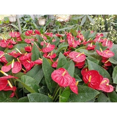 Cây hoa hồng môn đỏ siêu hoa giảm giá 129k - Cập nhật 8/7/25, siêu bền, nở lâu