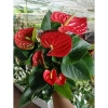Cây hoa hồng môn đỏ siêu hoa giảm giá 129k - Cập nhật 8/7/25, siêu bền, nở lâu 4