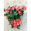 Cây hoa hồng môn đỏ siêu hoa giảm giá 129k - Cập nhật 8/7/25, siêu bền, nở lâu 6