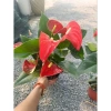 Cây hoa hồng môn đỏ siêu hoa giảm giá 129k - Cập nhật 8/7/25, siêu bền, nở lâu 9