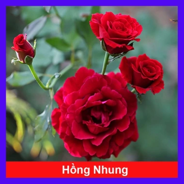 Cây Hoa Hồng Nhung - Cây Cảnh Để Bàn Giá Ưu Đãi 55.000đ, Sang Trọng Dễ Trồng