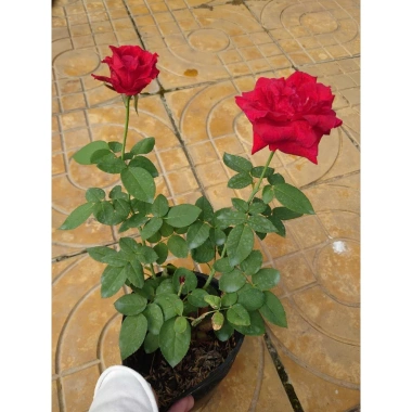 Cây Hoa Hồng Nhung - Cây Cảnh Để Bàn Giá Ưu Đãi 55.000đ, Sang Trọng Dễ Trồng