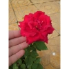 Cây Hoa Hồng Nhung - Cây Cảnh Để Bàn Giá Ưu Đãi 55.000đ, Sang Trọng Dễ Trồng 3