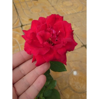 Cây Hoa Hồng Nhung - Cây Cảnh Để Bàn Giá Ưu Đãi 55.000đ, Sang Trọng Dễ Trồng