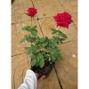 Cây Hoa Hồng Nhung - Cây Cảnh Để Bàn Giá Ưu Đãi 55.000đ, Sang Trọng Dễ Trồng 8
